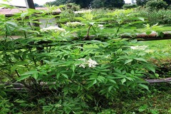 Sambucus canadensis